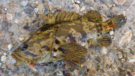 探り釣りで良型タケノコ。